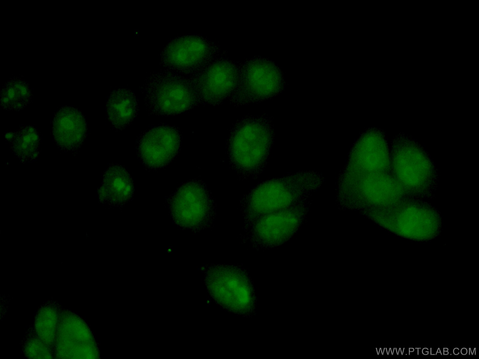 Immunofluorescence (IF) / fluorescent staining of MCF-7 cells using PES1 Polyclonal antibody (13553-1-AP)