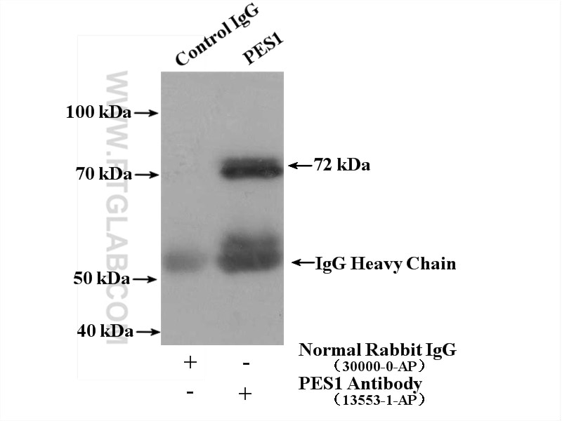 Immunoprecipitation (IP) experiment of COLO 320 cells using PES1 Polyclonal antibody (13553-1-AP)
