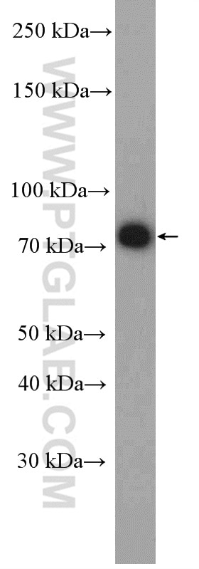 Western Blot (WB) analysis of MCF-7 cells using PES1 Polyclonal antibody (13553-1-AP)