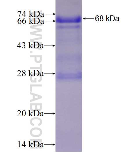 PES1 fusion protein Ag4342 SDS-PAGE