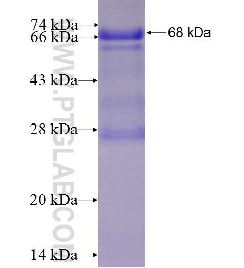 PES1 fusion protein Ag4342 SDS-PAGE