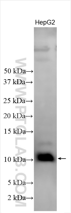 Western Blot (WB) analysis of various lysates using PET117 Polyclonal antibody (31066-1-AP)