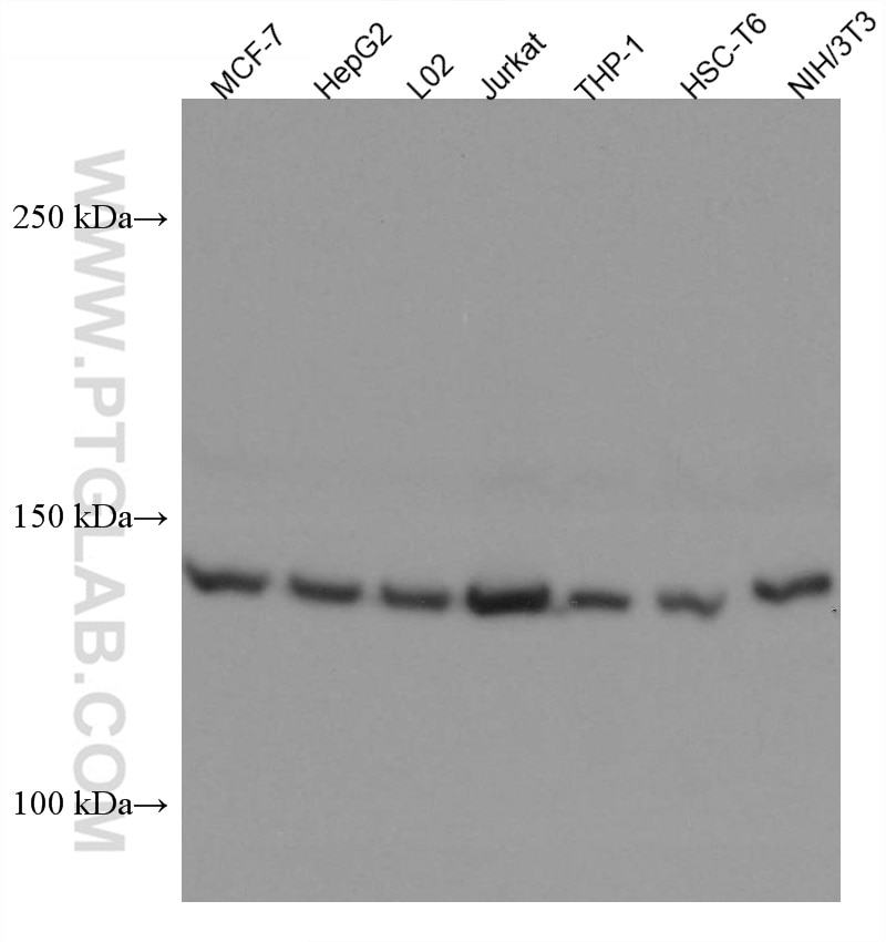 Western Blot (WB) analysis of various lysates using PEX1 Monoclonal antibody (67436-1-Ig)