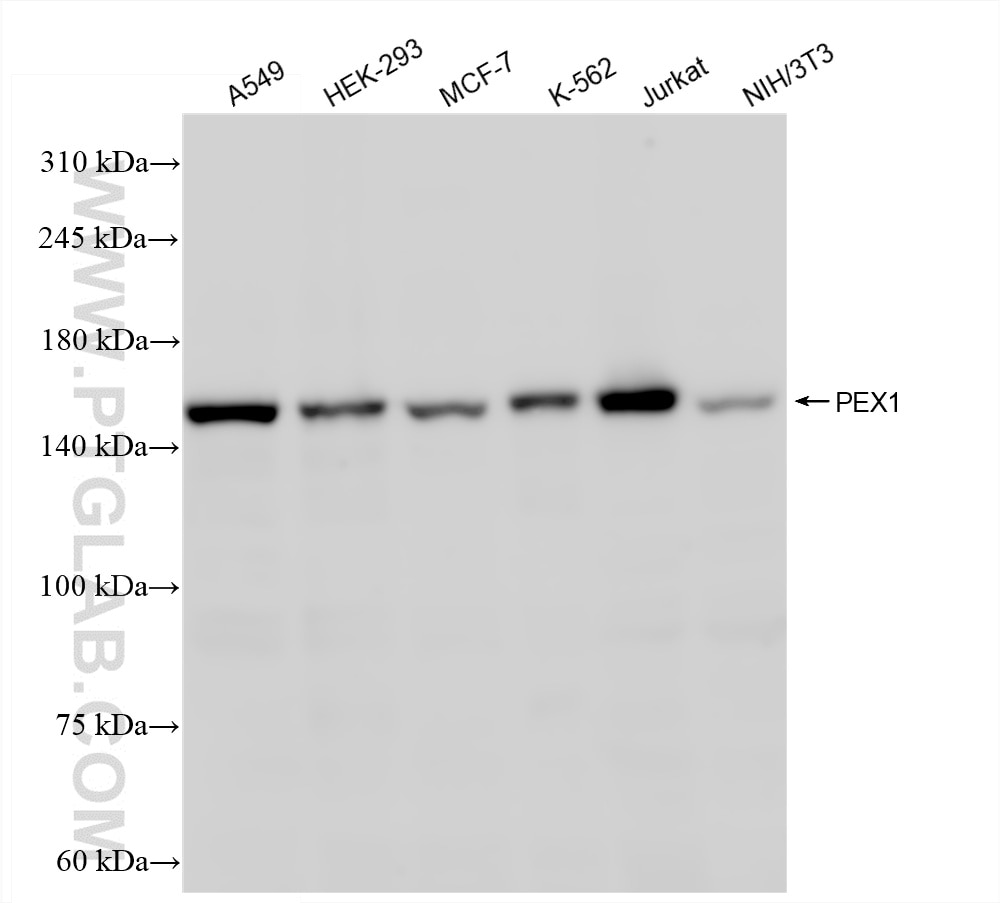 Western Blot (WB) analysis of various lysates using PEX1 Recombinant antibody (85429-4-RR)