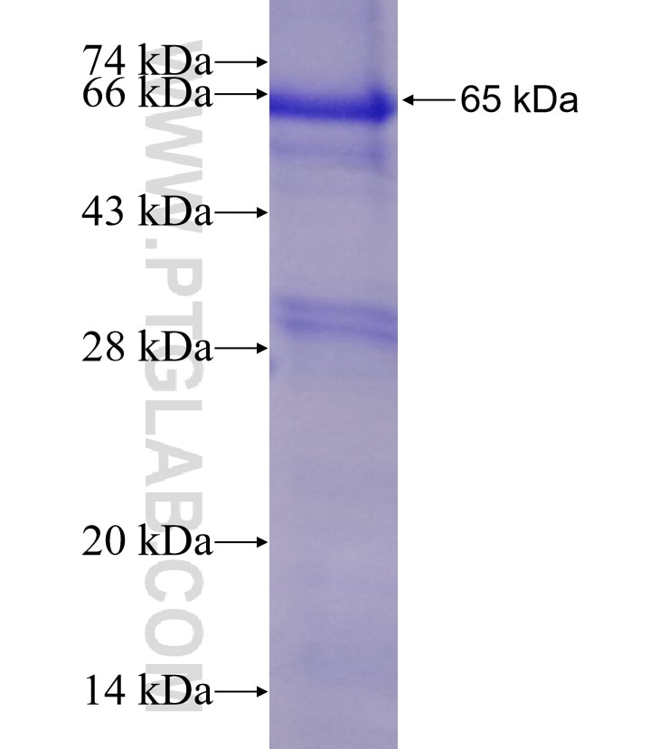 PEX1 fusion protein Ag4623 SDS-PAGE