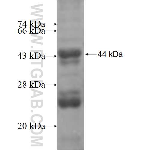 PEX1 fusion protein Ag5160 SDS-PAGE