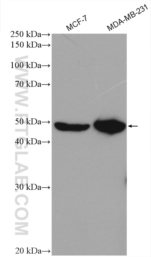 Western Blot (WB) analysis of various lysates using PEX10 Polyclonal antibody (27502-1-AP)