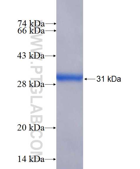 PEX10 fusion protein Ag26665 SDS-PAGE