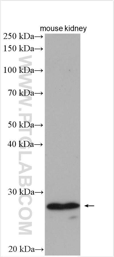 Western Blot (WB) analysis of mouse kidney tissue using PEX11A Polyclonal antibody (15481-1-AP)