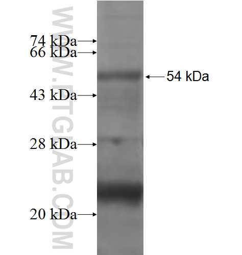 PEX11A fusion protein Ag2740 SDS-PAGE