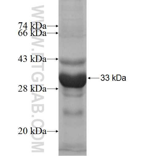 PEX11A fusion protein Ag7797 SDS-PAGE