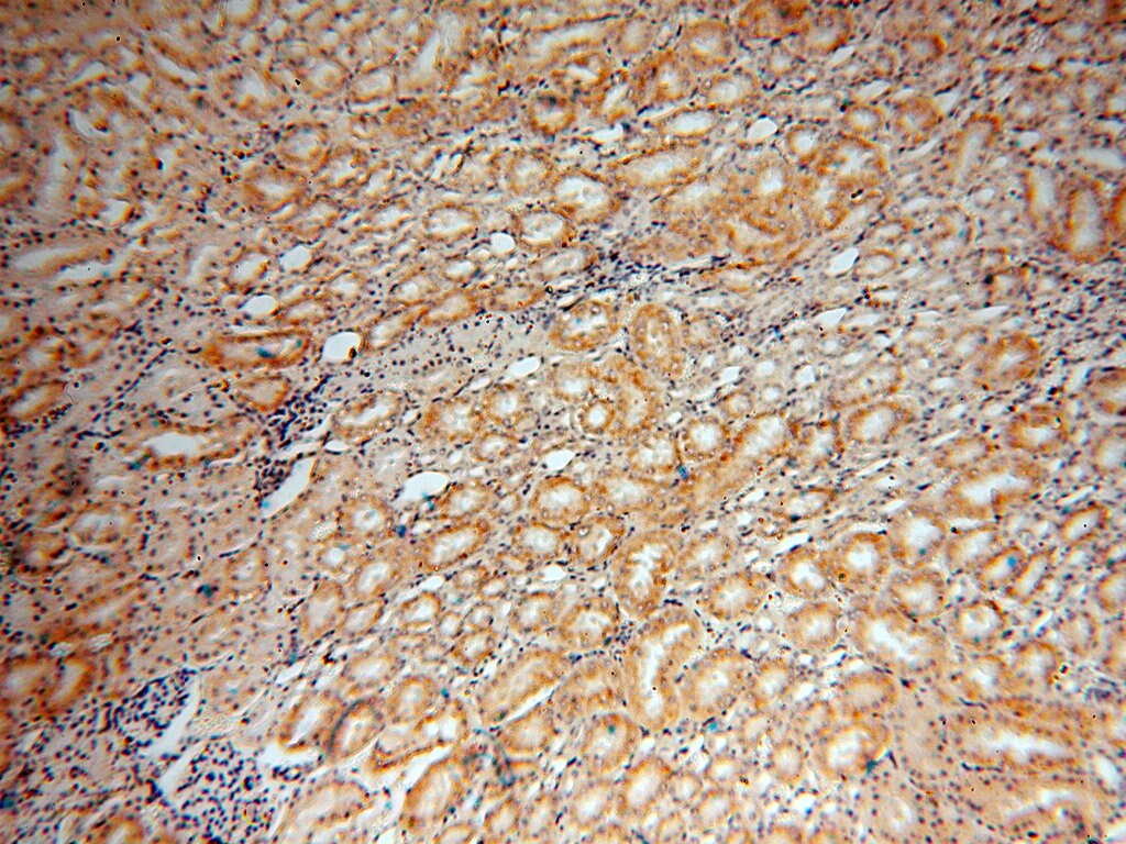 Immunohistochemistry (IHC) staining of human kidney tissue using PEX11G Polyclonal antibody (15744-1-AP)