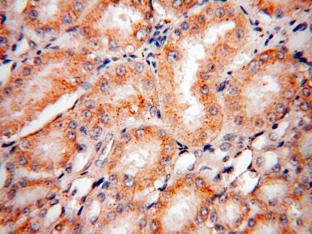 Immunohistochemistry (IHC) staining of human kidney tissue using PEX11G Polyclonal antibody (15744-1-AP)