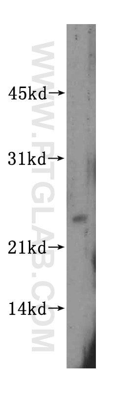 PEX11G