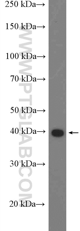 Western Blot (WB) analysis of HeLa cells using PEX12 Polyclonal antibody (27011-1-AP)