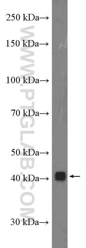 Western Blot (WB) analysis of A549 cells using PEX12 Polyclonal antibody (27011-1-AP)