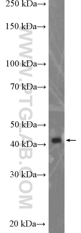 Western Blot (WB) analysis of HepG2 cells using PEX12 Polyclonal antibody (27011-1-AP)