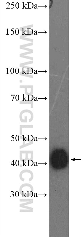 Western Blot (WB) analysis of MCF-7 cells using PEX12 Polyclonal antibody (27011-1-AP)