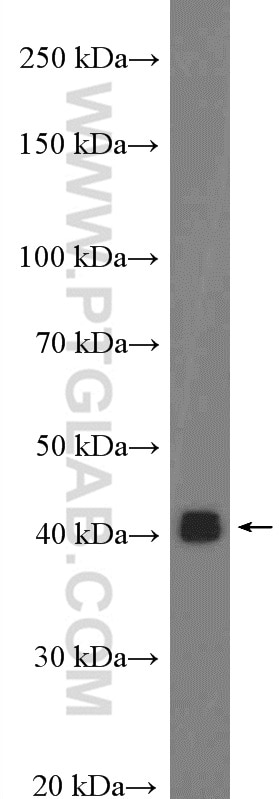 Western Blot (WB) analysis of PC-3 cells using PEX12 Polyclonal antibody (27011-1-AP)