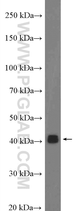 WB analysis of PC-3 using 27011-1-AP