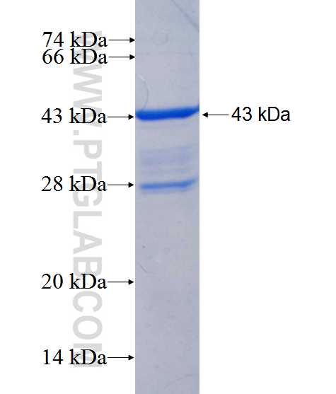 PEX12 fusion protein Ag25500 SDS-PAGE