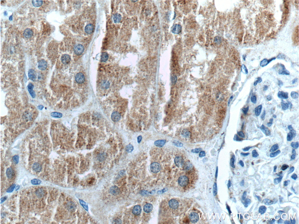 Immunohistochemistry (IHC) staining of human kidney tissue using PEX13 Polyclonal antibody (26649-1-AP)