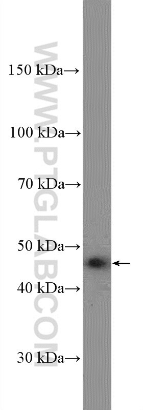 Western Blot (WB) analysis of HeLa cells using PEX13 Polyclonal antibody (26649-1-AP)