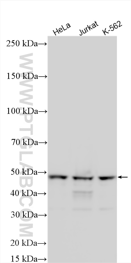Western Blot (WB) analysis of various lysates using PEX13 Polyclonal antibody (26649-1-AP)