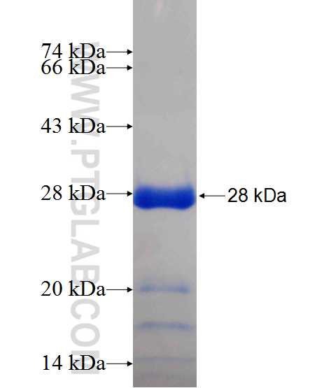 PEX13 fusion protein Ag24400 SDS-PAGE