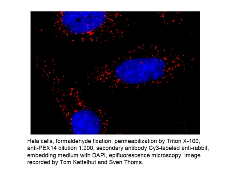 PEX14 Polyclonal antibody