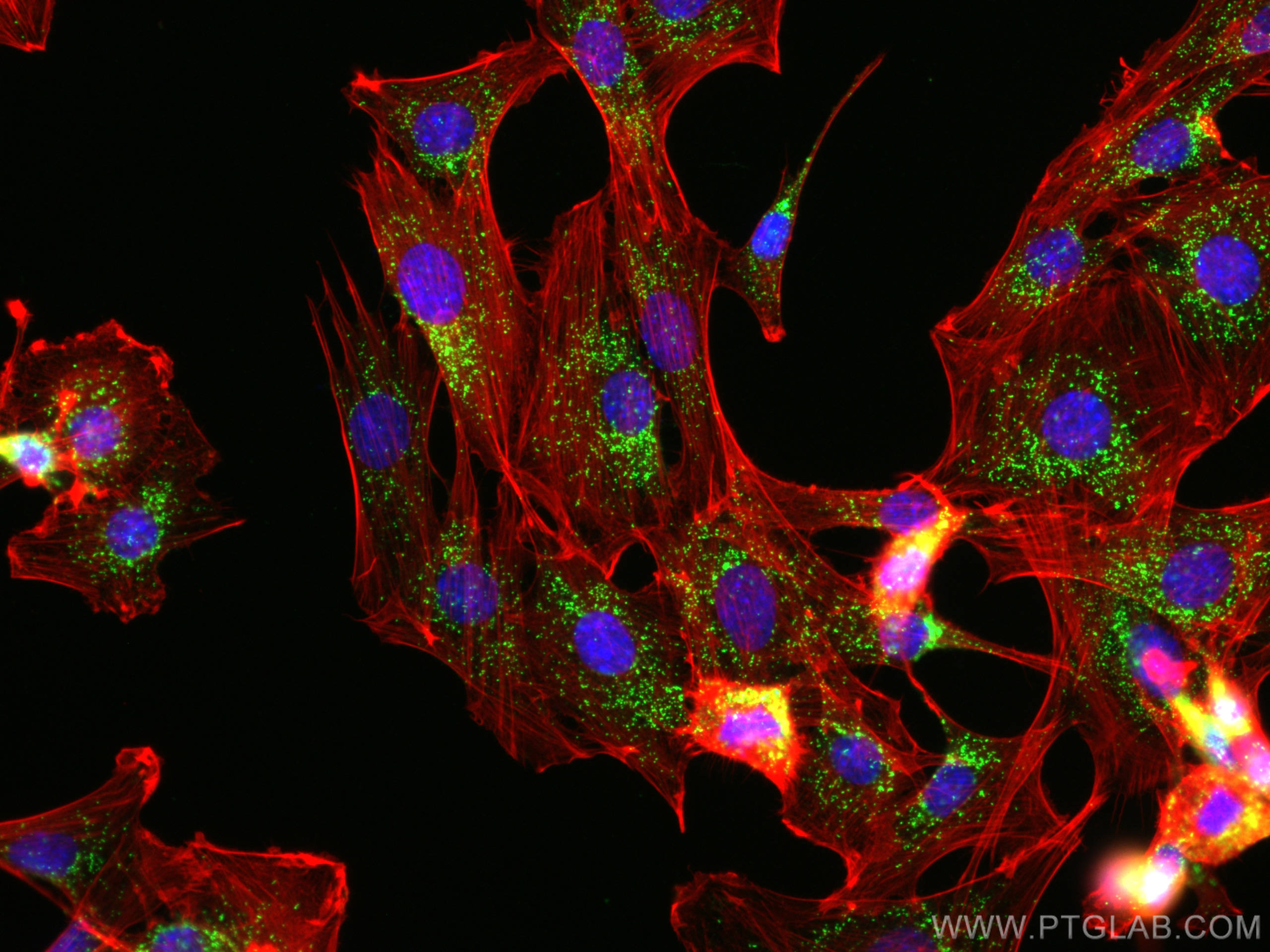 IF Staining of C2C12 using 10594-1-AP