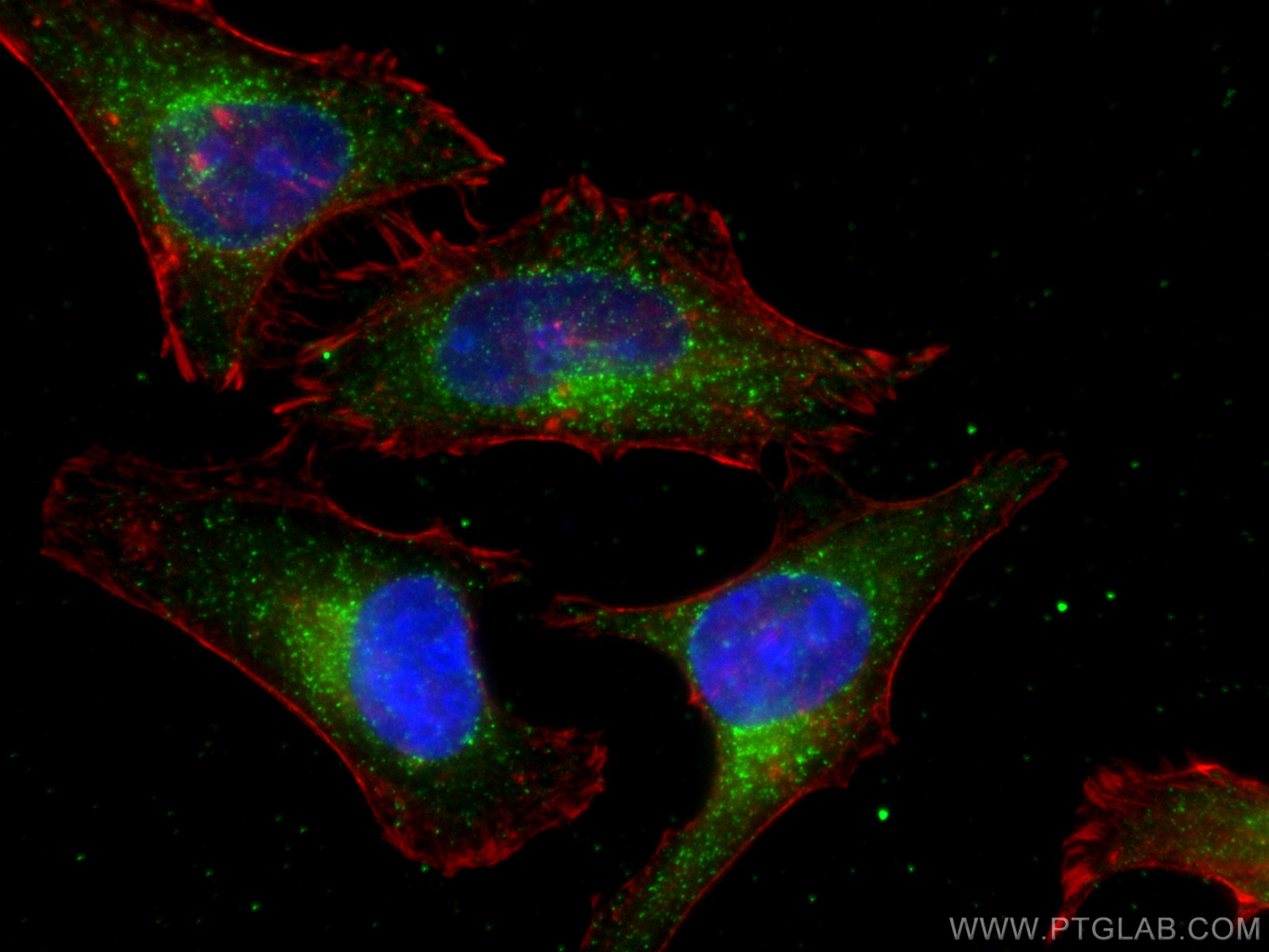 Immunofluorescence (IF) / fluorescent staining of HeLa cells using PEX14 Recombinant antibody (80234-1-RR)