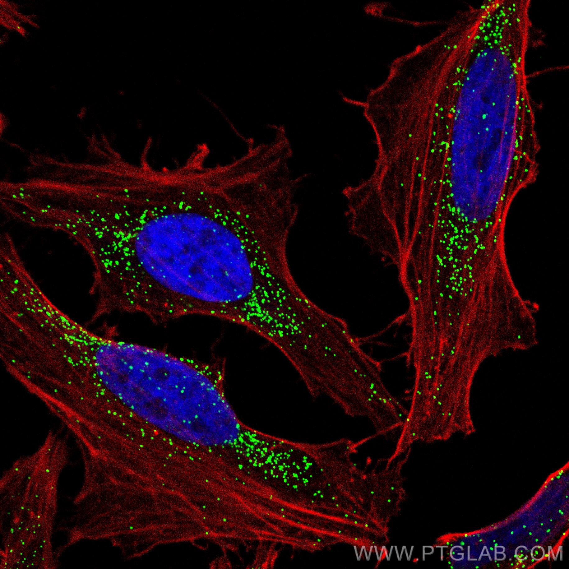 Immunofluorescence (IF) / fluorescent staining of HeLa cells using CoraLite® Plus 488-conjugated PEX14 Polyclonal ant (CL488-10594)