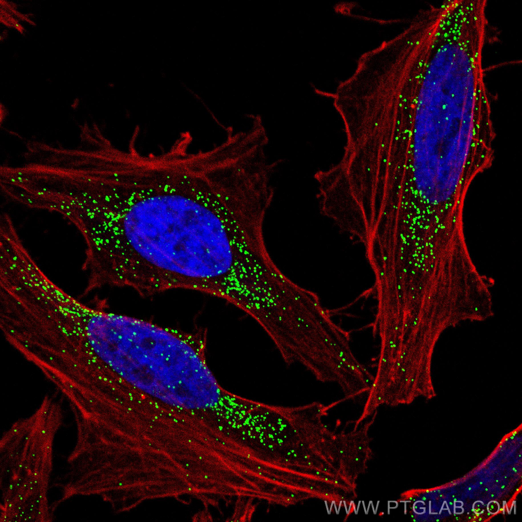 IF Staining of HeLa using CL488-10594