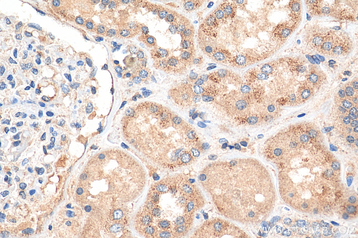 Immunohistochemistry (IHC) staining of human kidney tissue using PEX14 (human specific) Recombinant antibody (80196-1-RR)