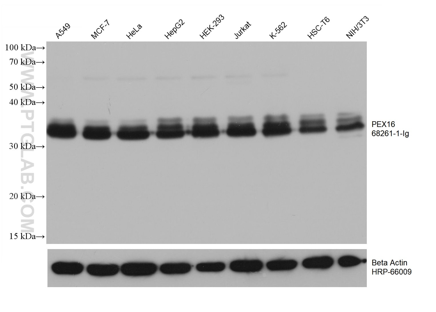 Western Blot (WB) analysis of various lysates using PEX16 Monoclonal antibody (68261-1-Ig)