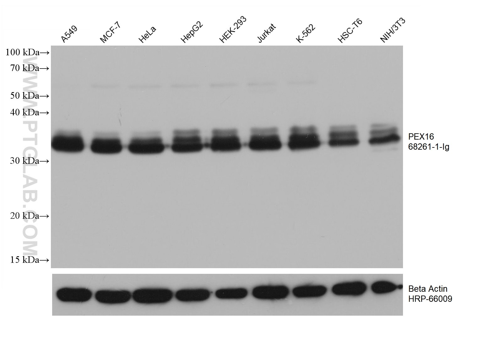 WB analysis using 68261-1-Ig