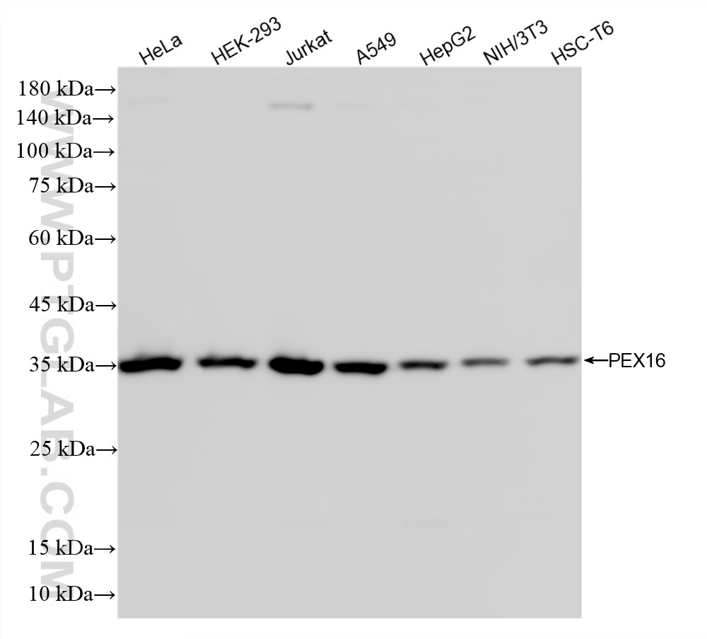 WB analysis using 86887-1-RR (same clone as 86887-1-PBS) Western Blot (WB) analysis of various lysates using PEX16 Recombinant monoclonal antibody (86887-1-RR)