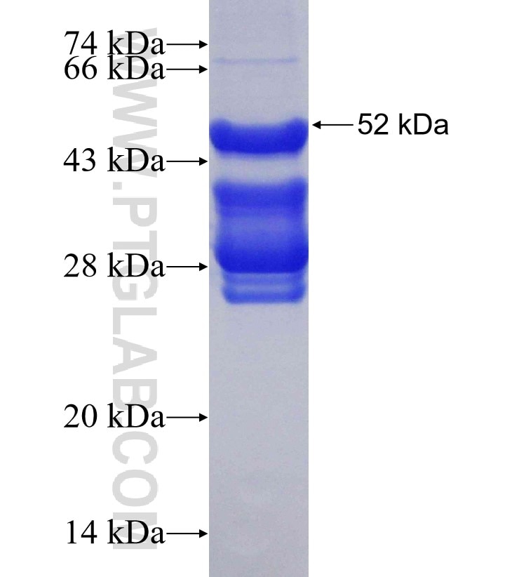 PEX16 fusion protein Ag6566 SDS-PAGE