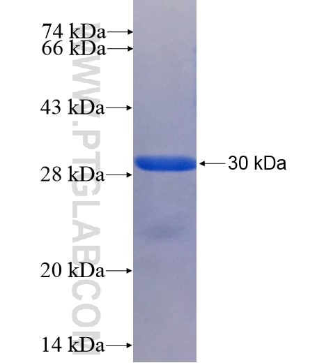 PEX16 fusion protein Ag6574 SDS-PAGE