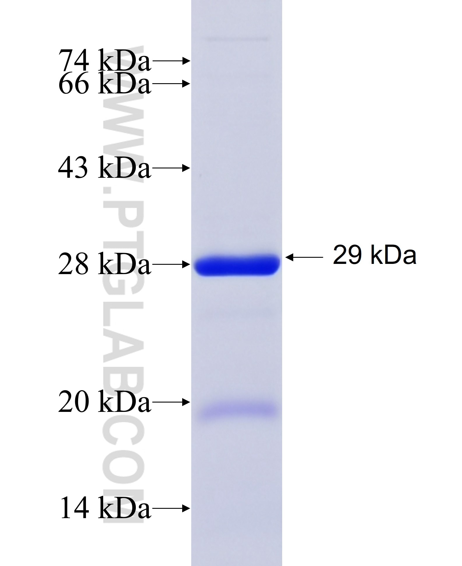 PEX16 fusion protein Ag6574 SDS-PAGE