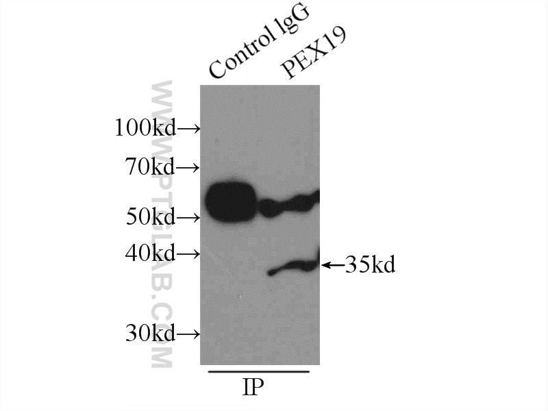 Immunoprecipitation (IP) experiment of K-562 cells using PEX19 Polyclonal antibody (14713-1-AP)