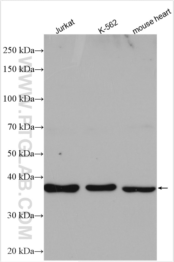 Western Blot (WB) analysis of various lysates using PEX19 Polyclonal antibody (14713-1-AP)