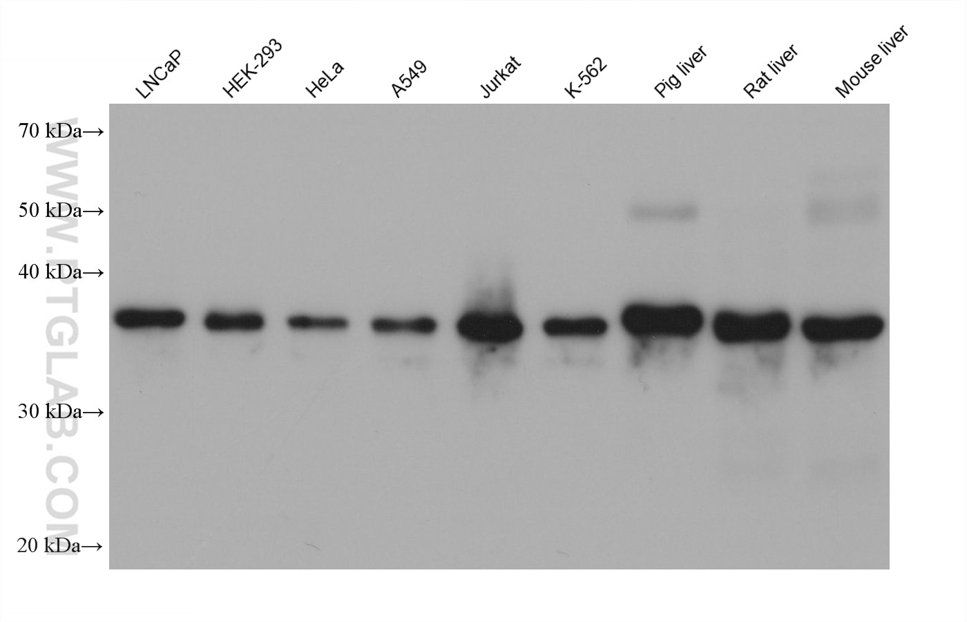 Western Blot (WB) analysis of various lysates using PEX19 Monoclonal antibody (68555-1-Ig)