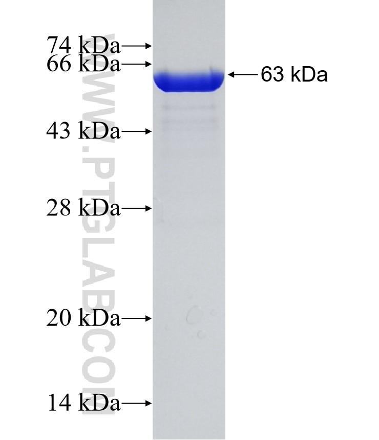 PEX19 fusion protein Ag6434 SDS-PAGE