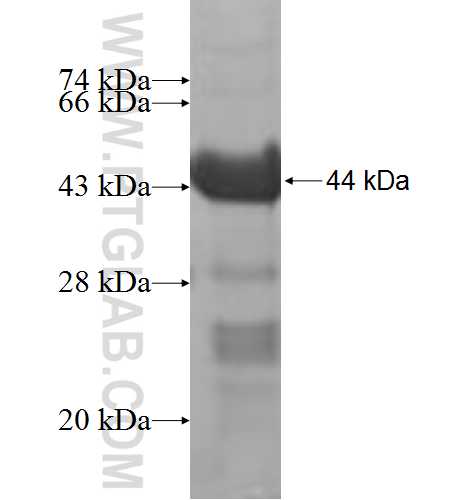 PEX19 fusion protein Ag6858 SDS-PAGE