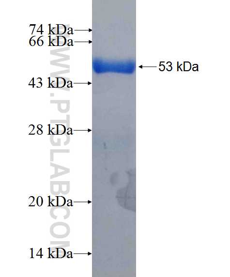 PEX26 fusion protein Ag26529 SDS-PAGE
