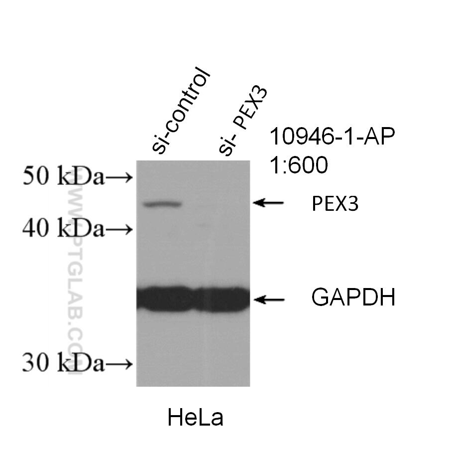 Western Blot (WB) analysis of HeLa cells using PEX3 Polyclonal antibody (10946-1-AP)