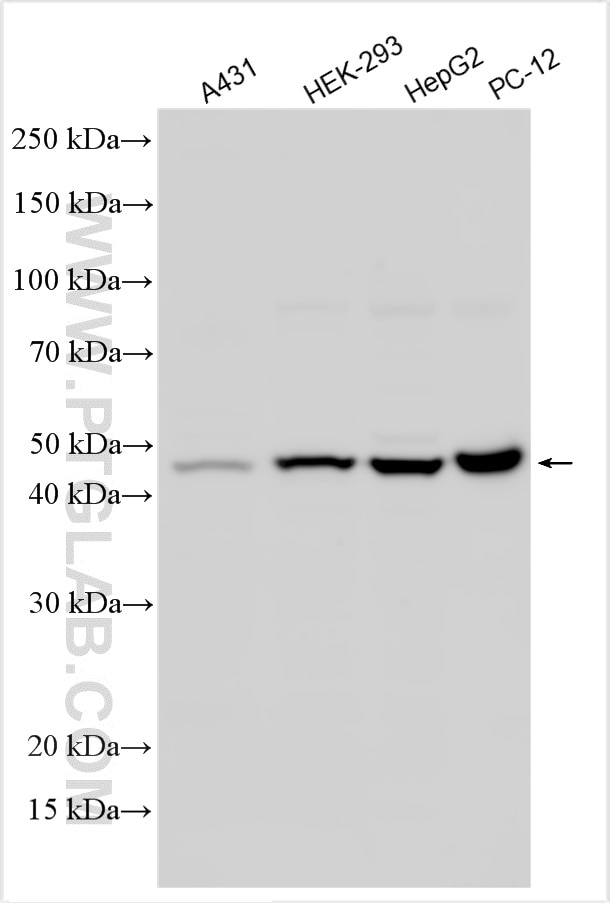 Western Blot (WB) analysis of various lysates using PEX3 Polyclonal antibody (30424-1-AP)
