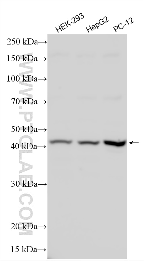 Western Blot (WB) analysis of various lysates using PEX3 Polyclonal antibody (30424-1-AP)